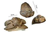 Colpocoryphe rouaulti